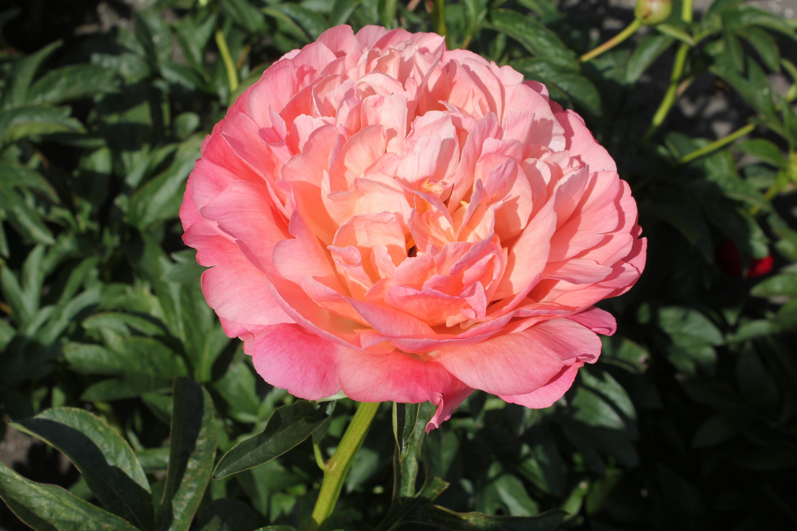 Paeonia 'Pink Hawaiian Coral' (Peony)