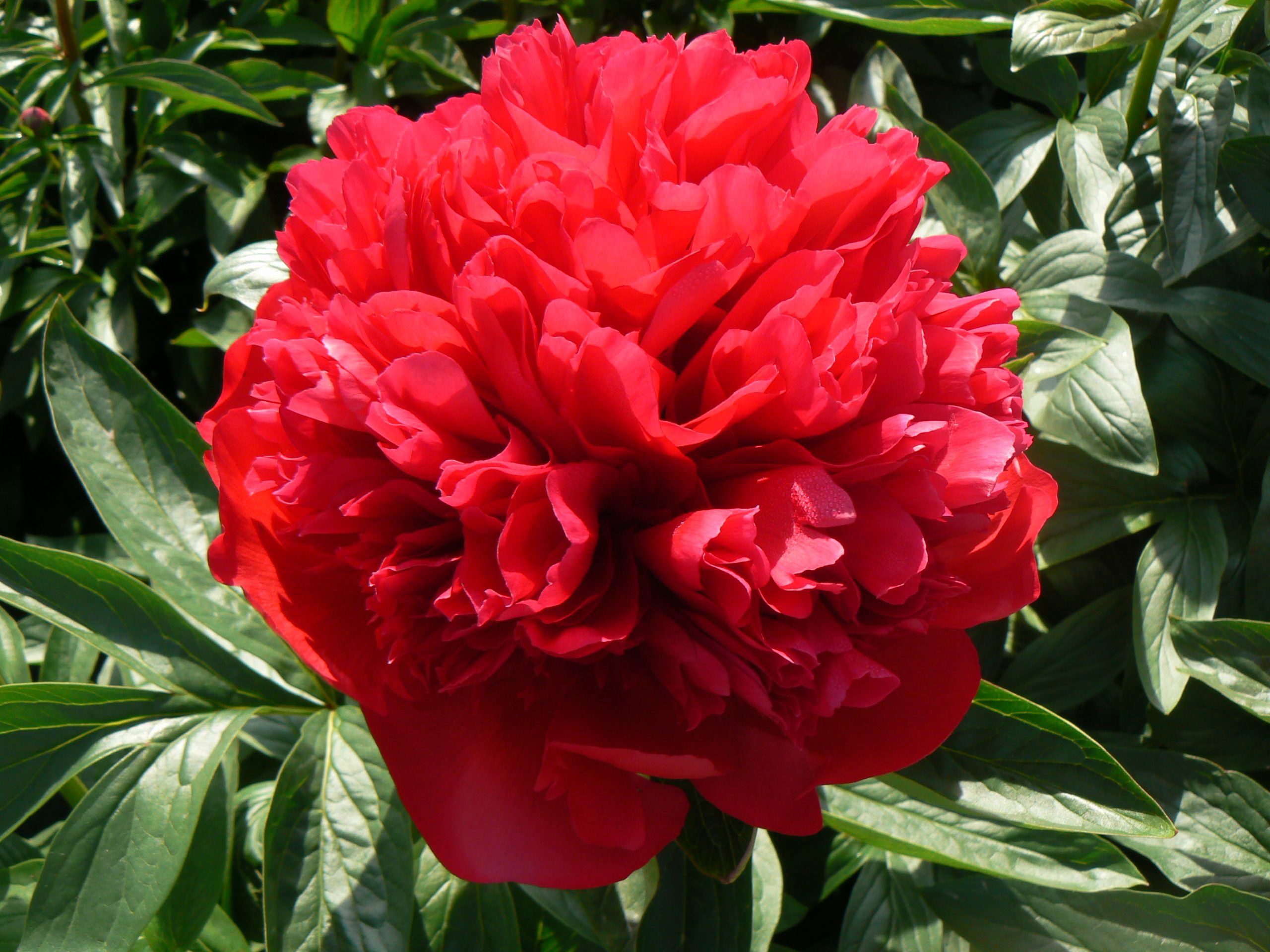 Diana Parks Diana Parks