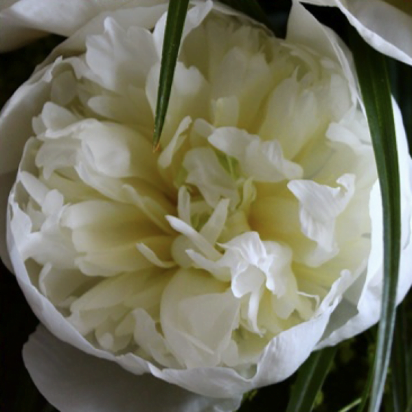 Duchesse de Nemours