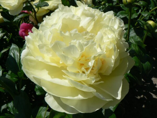 Lemon Chiffon