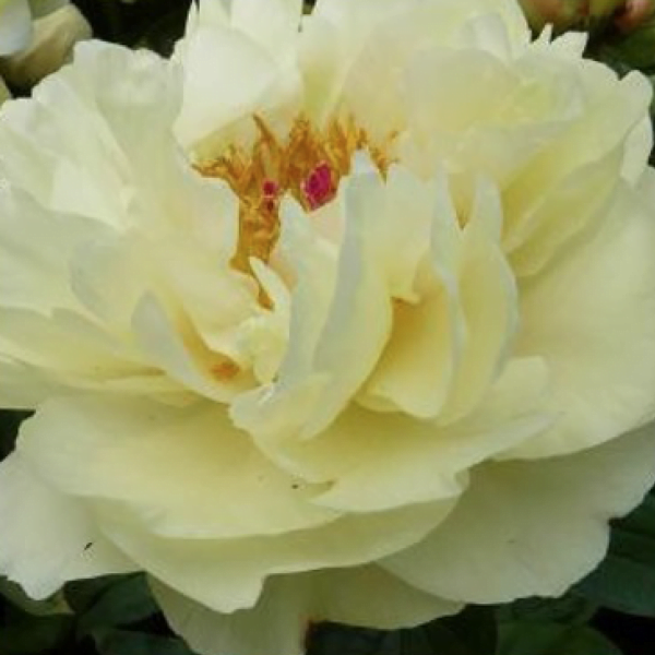 Lemon Chiffon