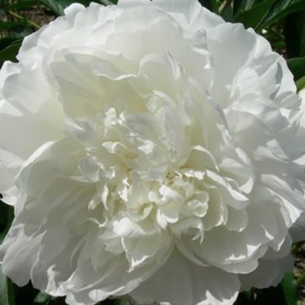 Madame Claude Tain