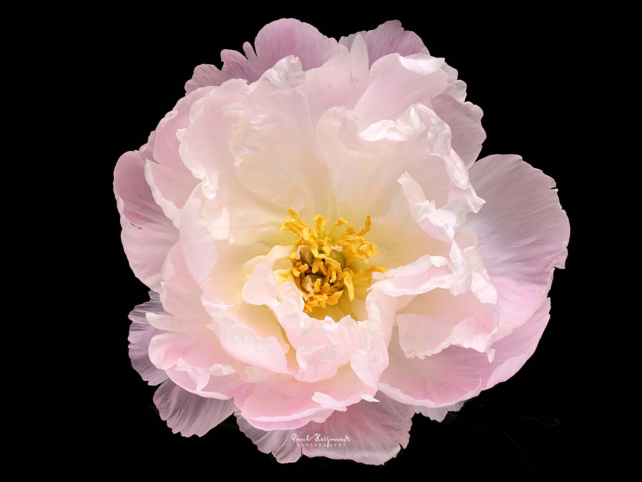 Miss America Miss America