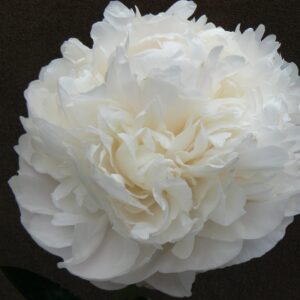 Moon Over Barrington