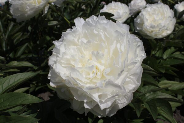 Puffed Cotton