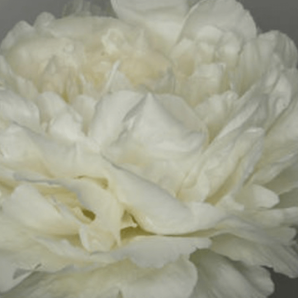 Puffed Cotton