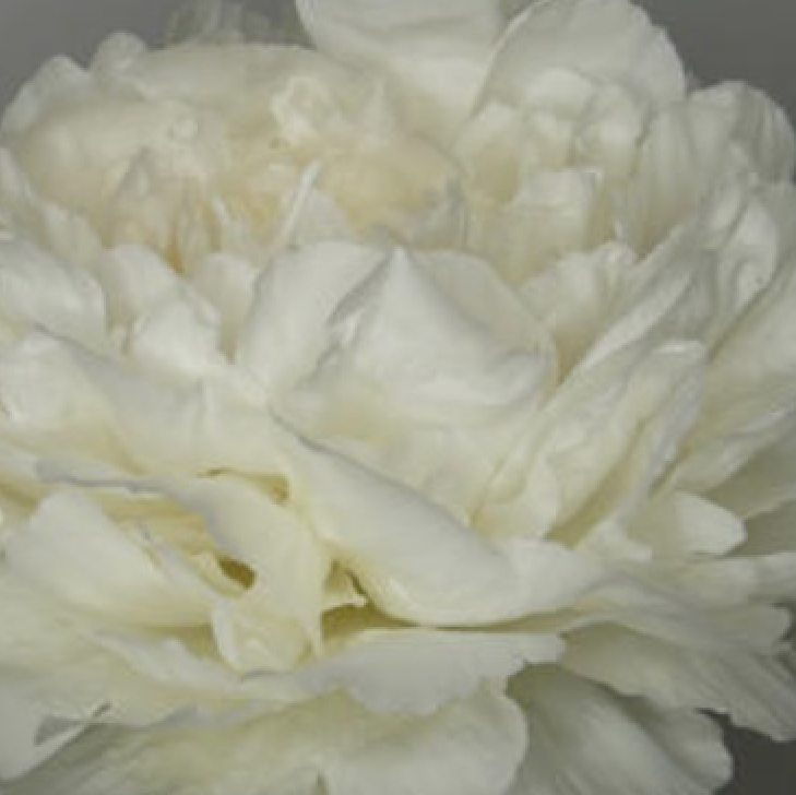 Puffed Cotton Pioenroos - Molenaar Agriculture Pioenrozen