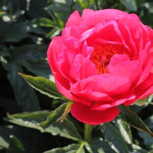 Encanto de frambuesa