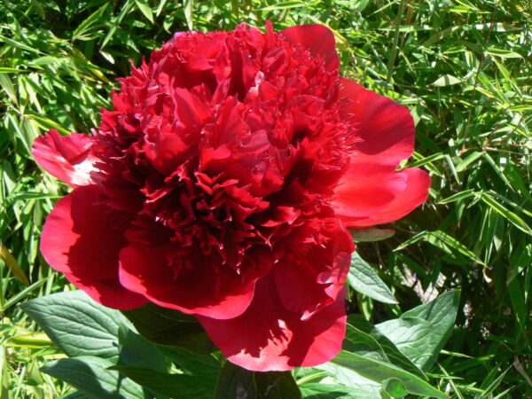 Red Charm