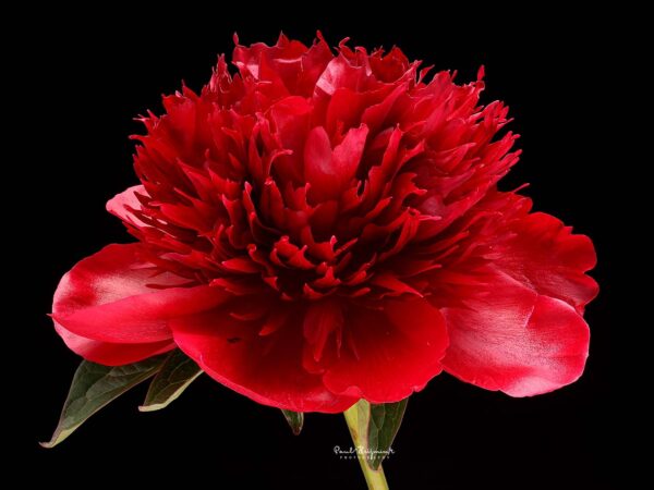 Red Charm