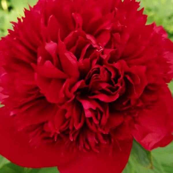 Red Charm
