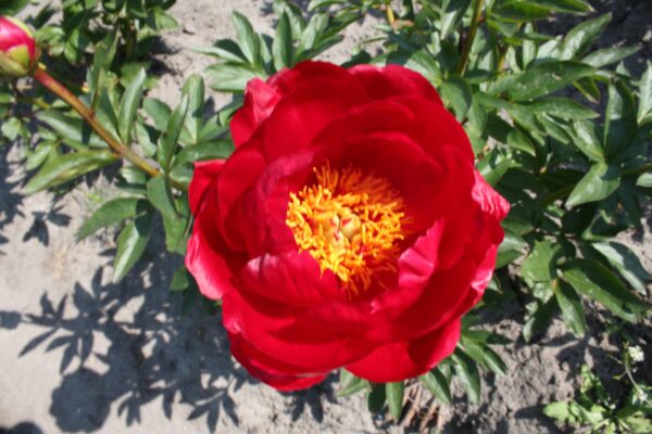 Red Red Rose