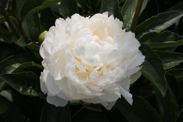 White Ivory