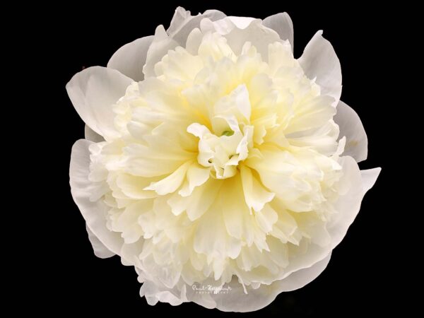 Duchesse de Nemours