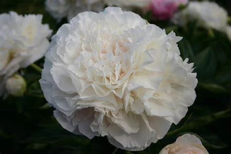 母亲之选牡丹- Miller Agriculture Peonies