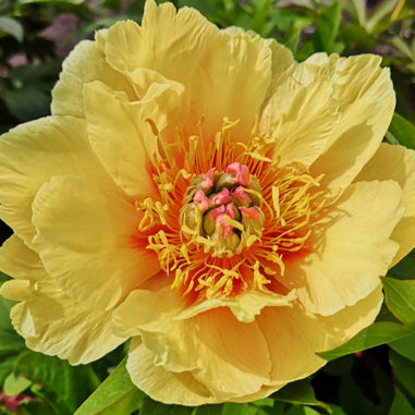 花园珍品牡丹- 米勒农业牡丹