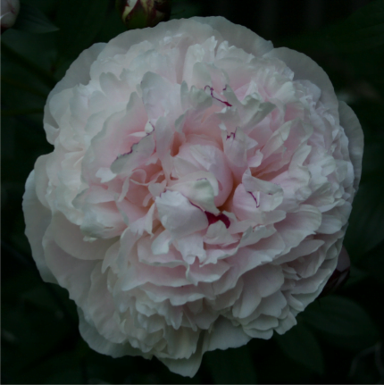 Koningin Wilhelmina Koningin Wilhelmina