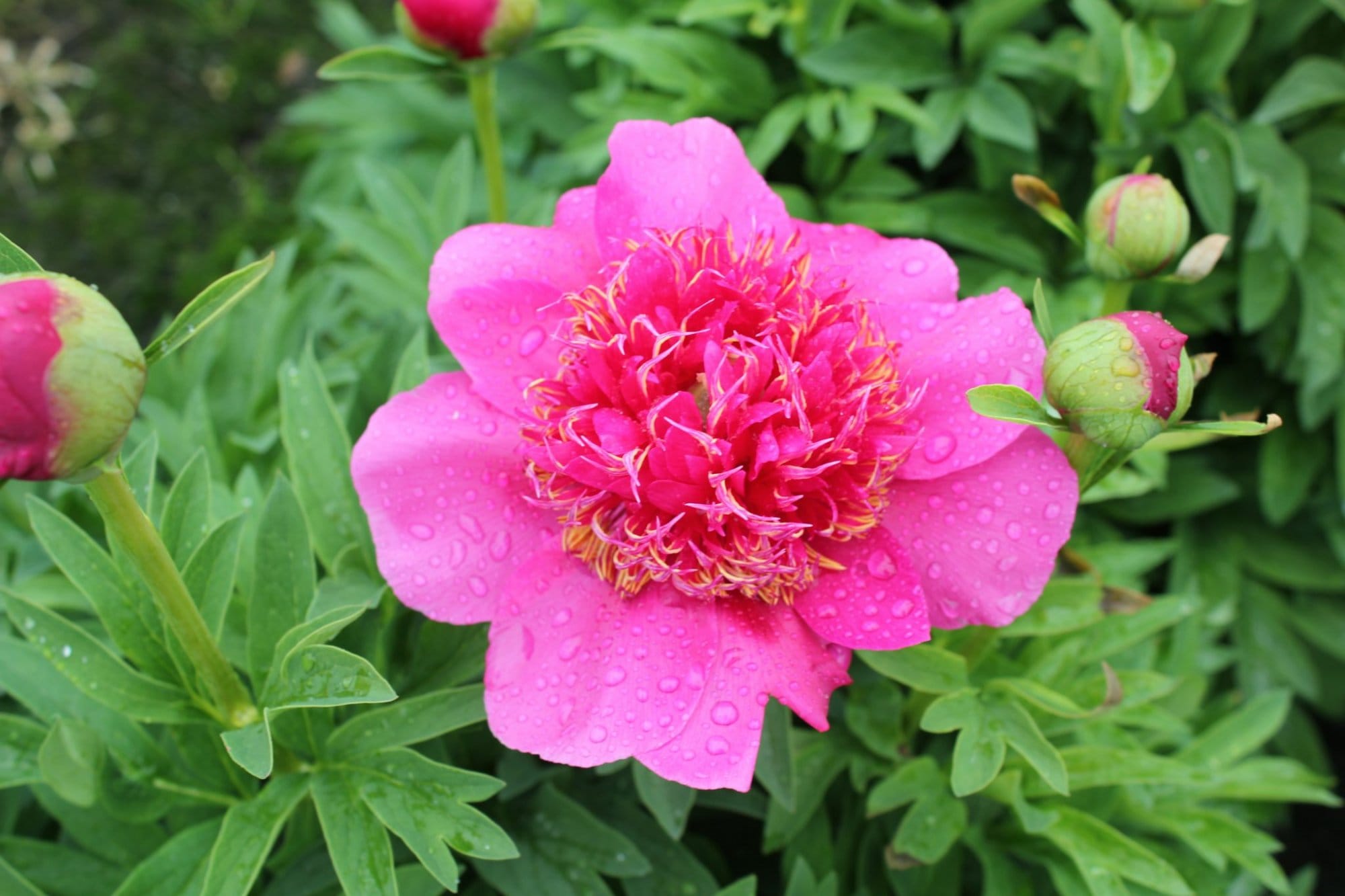 Anemoniflora Anemoniflora